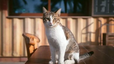 Photo of How to Calm a Panting Cat: Tips and Tricks