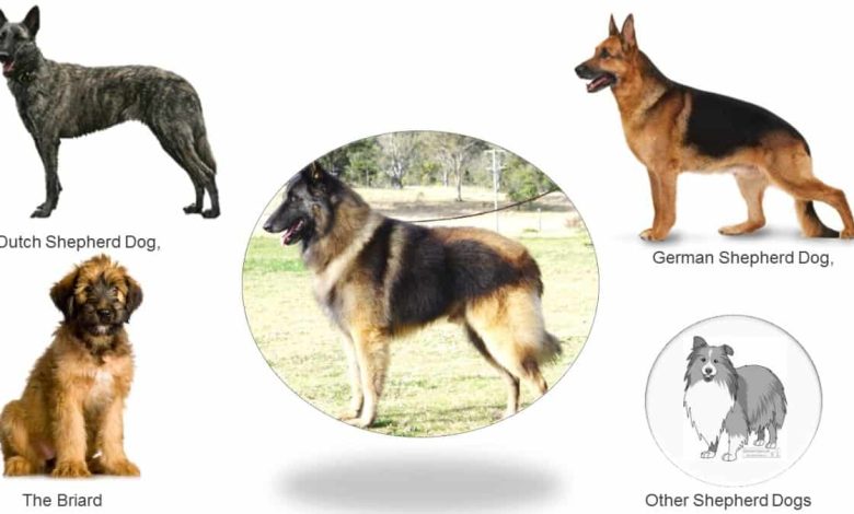 The Ultimate Guide to Shepherd Dog Breeds: What They Can Offer You and How to Choose the Right One