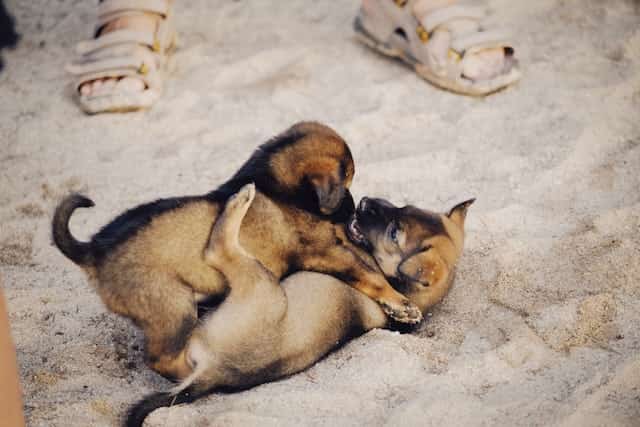 Stop fear aggression puppies guide