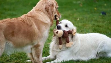Photo of Top 10 Indestructible Dog Toys for Aggressive Chewers: Keep Your Dog Busy and Happy!