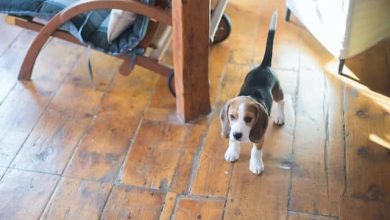 Photo of What Does a Beagle Puppy Look Like? A Complete Guide