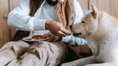 Photo of Why Won’t My Dog Eat Their Food? Common Reasons and Solutions