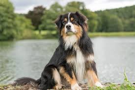 Photo of What are the character traits of an Australian Shepherd and Golden Retriever mix?