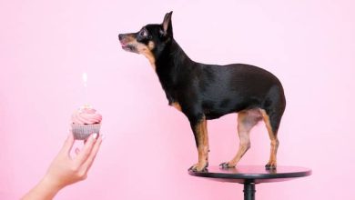 Photo of How Often Should Chihuahuas Eat? A Guide to Feeding Your Small Dog
