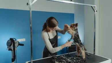 Photo of Pet Hair Cutting: Tips, Tools, and Techniques for a Perfect Grooming
