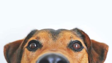 Photo of Should You Trim the Hair Around Your Dog’s Eyes? A Guide to Eye Hair Maintenance
