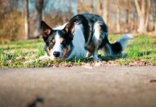 Photo of How to Recognize Signs That Your Border Collie Is Dying