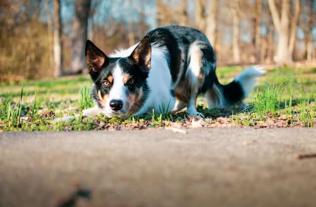 signs a border collie is dying