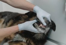Photo of Which Puppy Teeth Will Fall Out and When: A Complete Guide