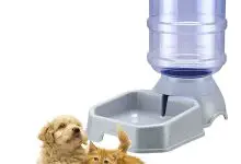 Photo of 5-Gallon Water Dispenser for Dogs