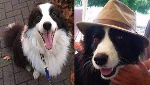 Additional Benefits of Border Collies