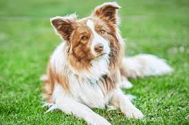 Addressing Common Odor Issues in border collies