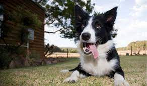Adoption and Rescue Centers for Border Collie puppies