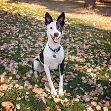 Adoption and Rescue of Whippet Border Collie Cross