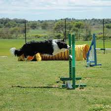Agility and Obedience Training of Border Collies