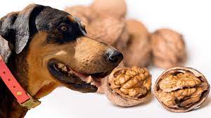 Photo of Are Walnuts Good for Dogs?