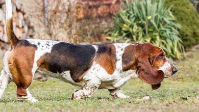 Photo of Basset Hound Colour: Finding the Spectrum of Coat Patterns