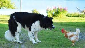 Benefits of Border Collies Protecting Chickens