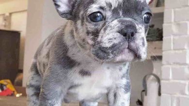 Photo of Blue Merle Bulldog: A Unique and Striking Canine Companion