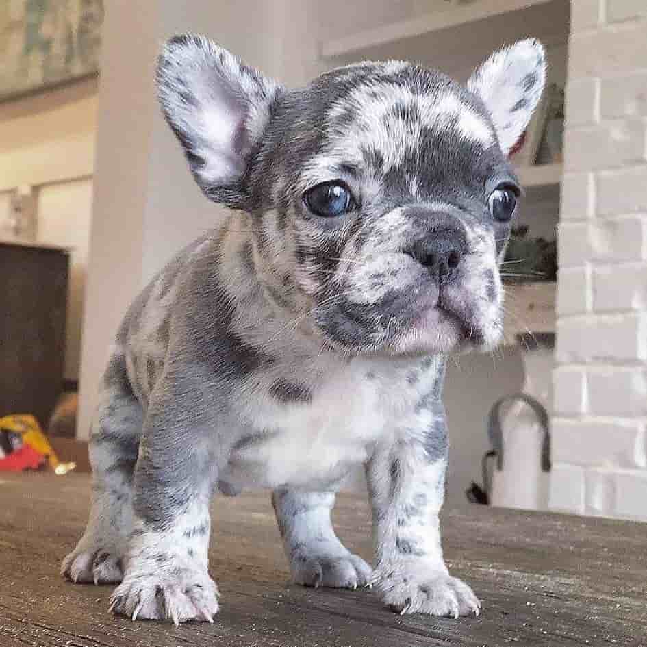 Blue Merle Bulldog