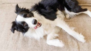 Photo of Border Collie No Food Motivated: Reasons and Solutions