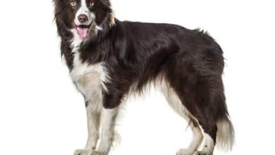 Photo of Border Collie No Shed: Myth or Reality?