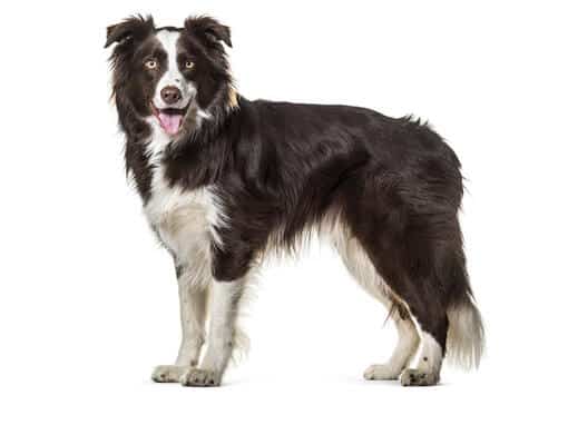 Border Collie No Shed