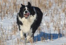 Photo of Border Collie Not Affectionate