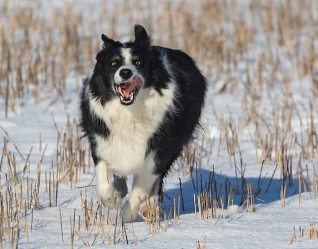 Border Collie Not Affectionate