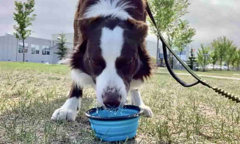 Border Collie Not Drinking Water
