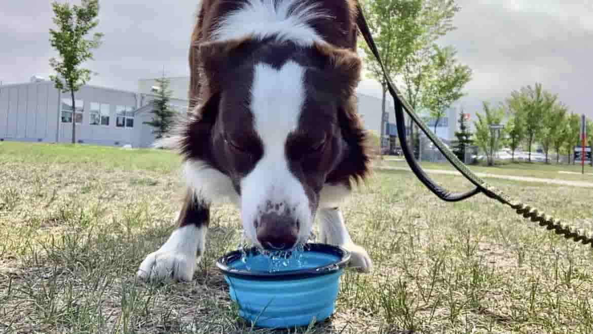 Border Collie Not Drinking Water