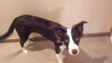 Photo of Border Collie Not Gaining Weight: Reasons and Solutions
