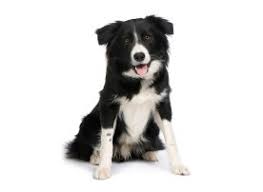 Photo of Unlock Your Border Collie’s Potential: Expert Training Tips | Border Collie Not Listening
