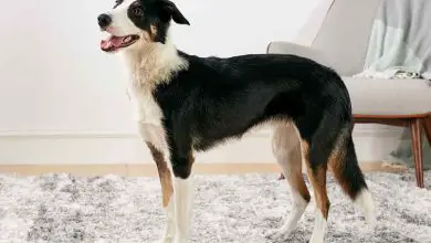 Photo of Border Collie Without Fur