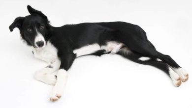 Photo of Border Collie Without Hair: Uncovering the Unique World of Hairless Border Collies