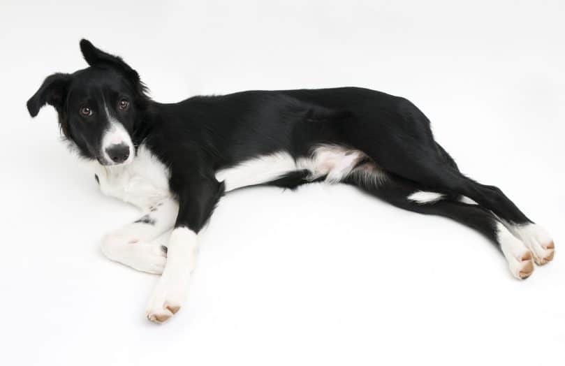 Border Collie Without Hair