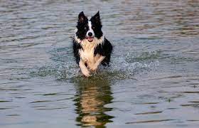 Border Collies Cooling Off in Hot Weather