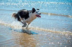Border Collies Overcoming Fear of Water