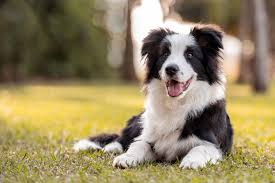Border Collies Popularity in the United Kingdom