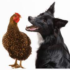 Border Collies and Chickens