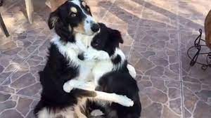 Border Collies and Separation Anxiety