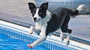 Border Collies and Water