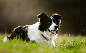 Border Collies as Family Pets