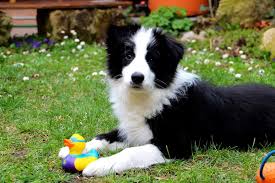 Border Collies as Guard Dogs