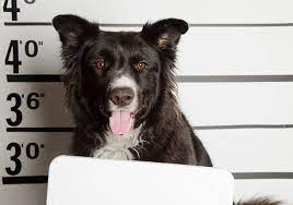 Border Collies as Watchdogs