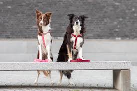 Border Collies as Working Dogs