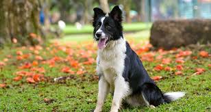 Border Collies as Working Dogs