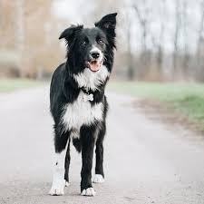 Border Collies for Active Individuals