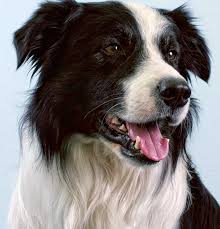 Border Collies for Individuals with Allergies
