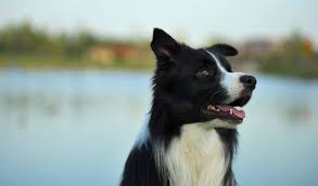 Border Collies for Specific Needs
